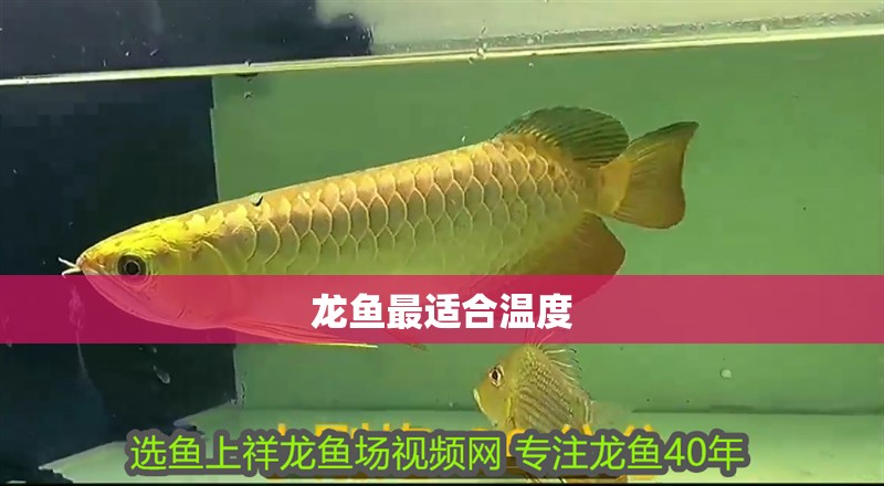 龍魚最適合溫度