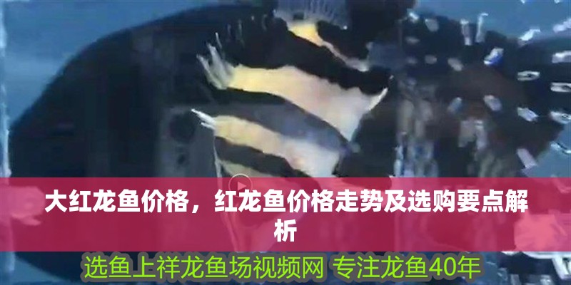 大紅龍魚價格，紅龍魚價格走勢及選購要點解析 大紅龍魚價格，紅龍魚價格走勢及選購要點解析 龍魚百科