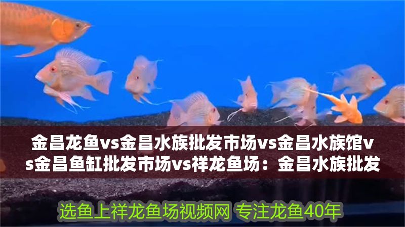 金昌龍魚vs金昌水族批發市場vs金昌水族館vs金昌魚缸批發市場vs祥龍魚場：金昌水族批發市場和祥龍魚場 金昌龍魚vs金昌水族批發市場vs金昌水族館vs金昌魚缸批發市場vs祥龍魚場：金昌水族批發市場和祥龍魚場 祥龍魚場各市分站 第2張