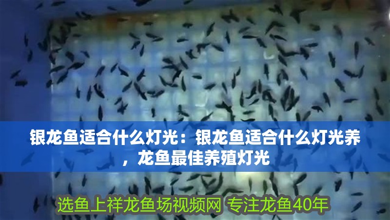 銀龍魚適合什么燈光：銀龍魚適合什么燈光養，龍魚最佳養殖燈光 銀龍魚適合什么燈光：銀龍魚適合什么燈光養，龍魚最佳養殖燈光 水族問答