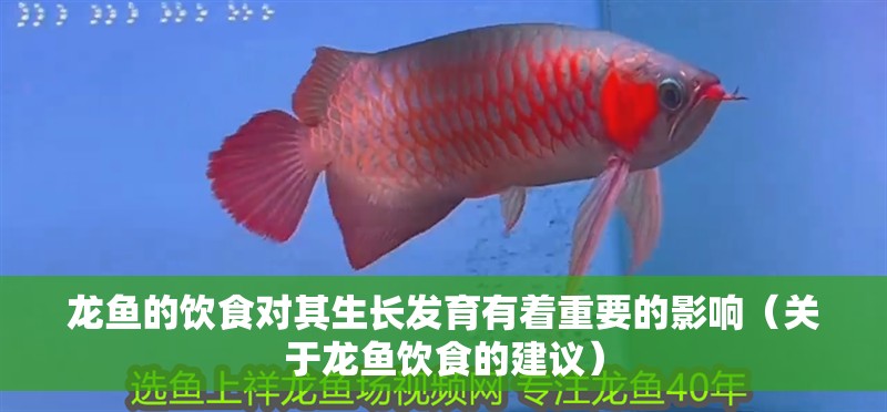龍魚的飲食對其生長發(fā)育有著重要的影響（關(guān)于龍魚飲食的建議）