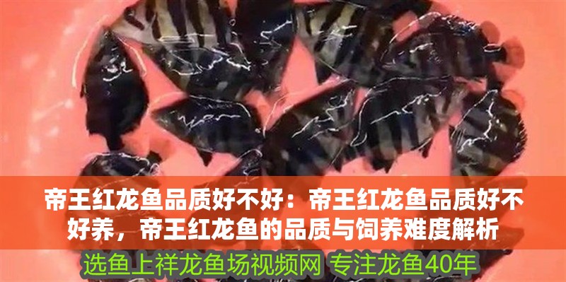 帝王紅龍魚品質好不好：帝王紅龍魚品質好不好養，帝王紅龍魚的品質與飼養難度解析 帝王紅龍魚品質好不好：帝王紅龍魚品質好不好養，帝王紅龍魚的品質與飼養難度解析 水族問答