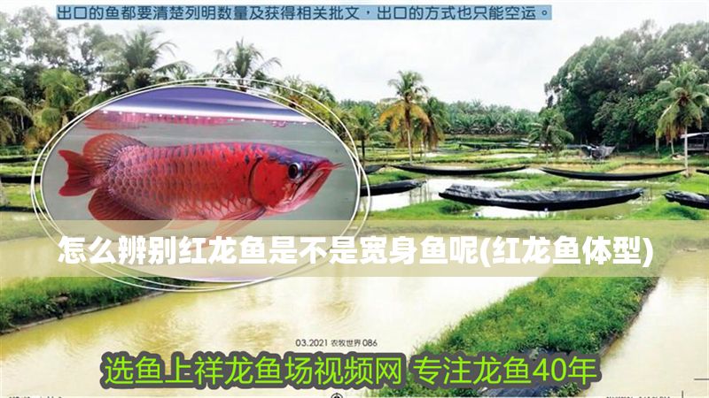 怎么辨別紅龍魚是不是寬身魚呢(紅龍魚體型)