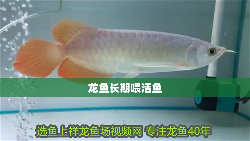龍魚長期喂活魚