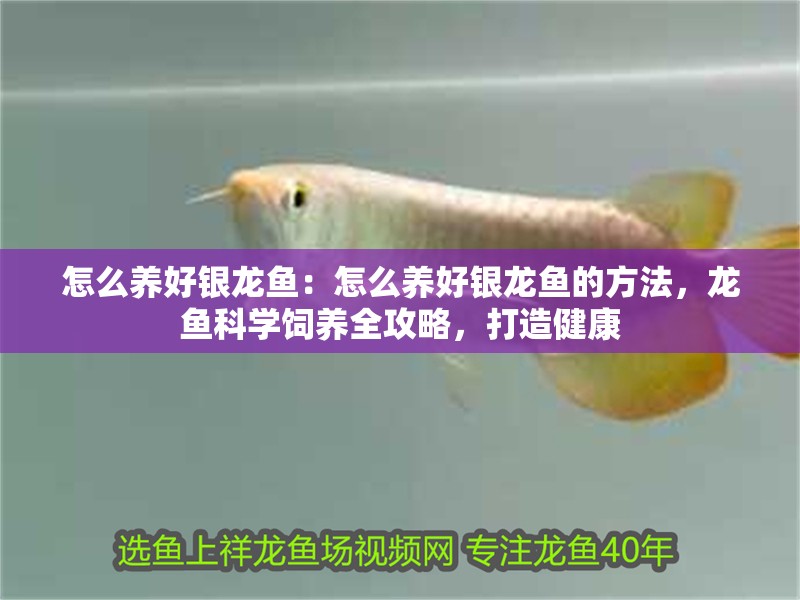 怎么養好銀龍魚:怎么養好銀龍魚的方法,龍魚科學飼養全攻略,打造健康 水族問答 怎么養好銀龍魚:怎么養好銀龍魚的方法,龍魚科學飼養全攻略,打造健康 怎么養好銀龍魚:怎么養好銀龍魚的方法,龍魚科學飼養全攻略,打造健康 水族問答