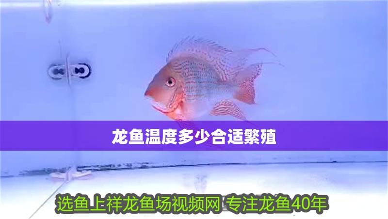 龍魚溫度多少合適繁殖