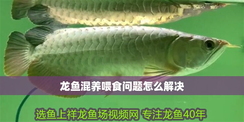 龍魚混養喂食問題怎么解決