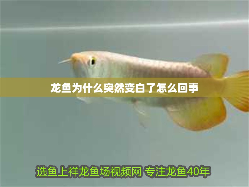 龍魚為什么突然變白了怎么回事