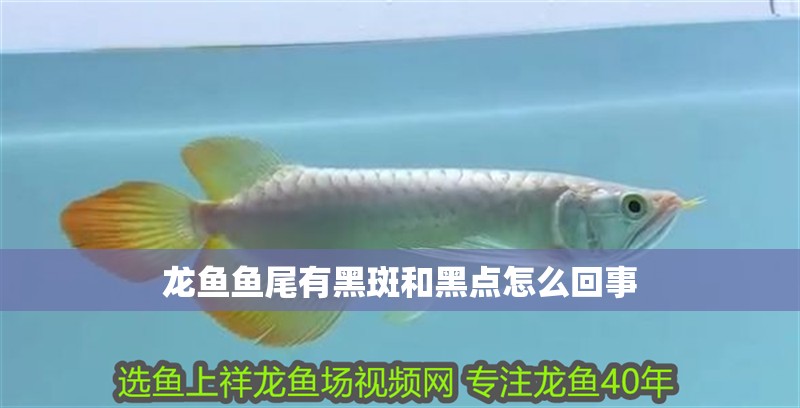 龍魚魚尾有黑斑和黑點怎么回事