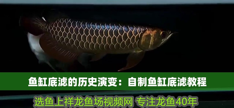 魚缸底濾的歷史演變：自制魚缸底濾教程