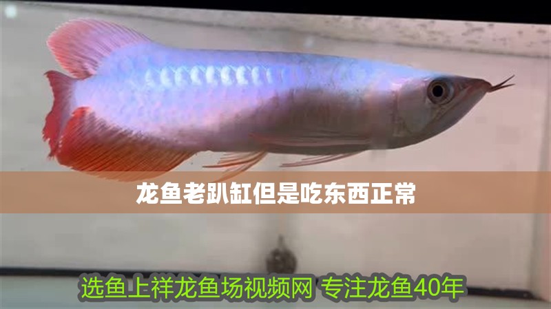 龍魚老趴缸但是吃東西正常