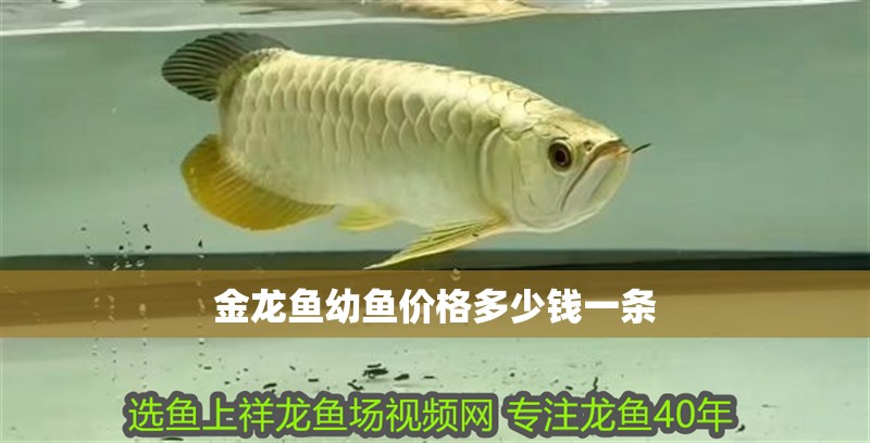金龍魚幼魚價(jià)格多少錢一條