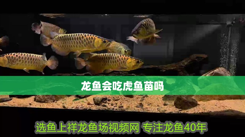 龍魚會吃虎魚苗嗎