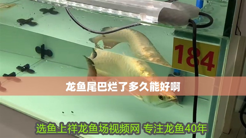龍魚尾巴爛了多久能好啊