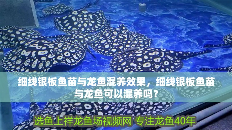 細線銀板魚苗與龍魚混養效果，細線銀板魚苗與龍魚可以混養嗎？