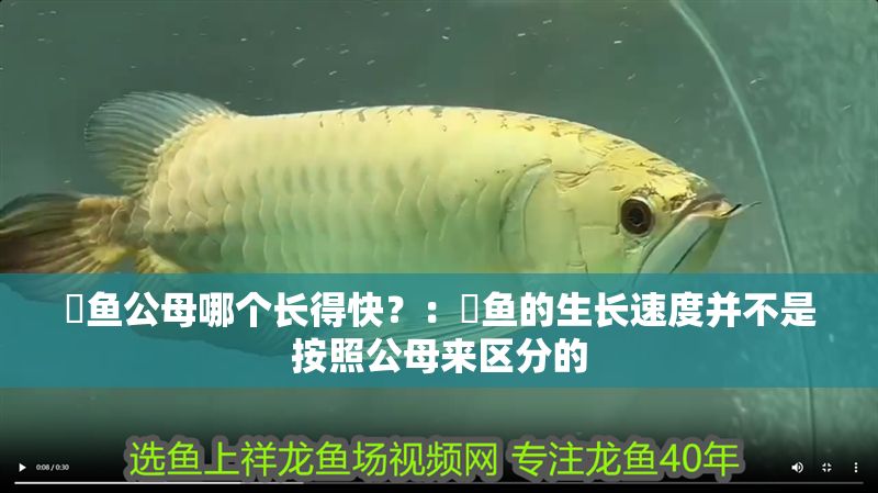 魟魚公母哪個長得快？：魟魚的生長速度并不是按照公母來區分的