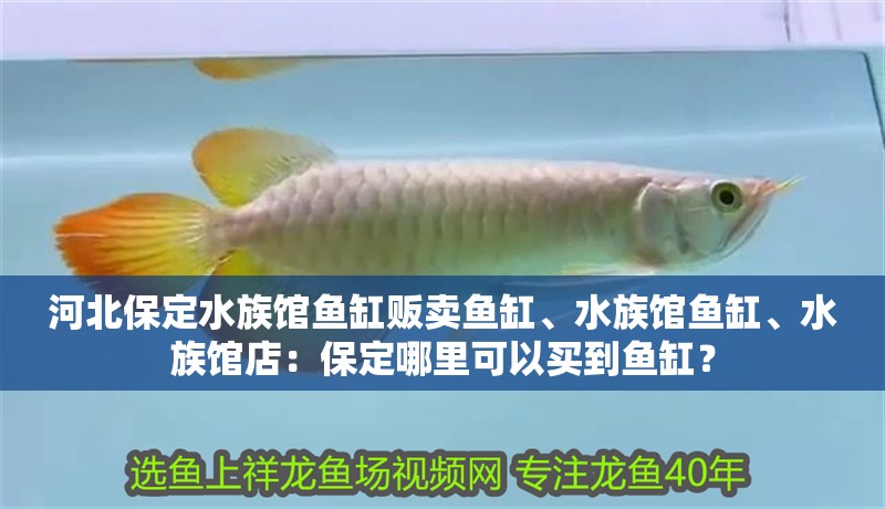河北保定水族館魚缸販賣魚缸、水族館魚缸、水族館店：保定哪里可以買到魚缸？ 河北保定水族館魚缸販賣魚缸、水族館魚缸、水族館店：保定哪里可以買到魚缸？ 魚缸百科