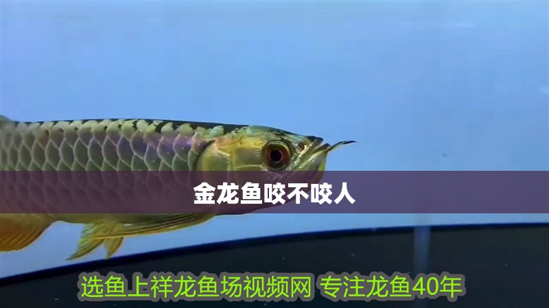 金龍魚咬不咬人 金龍魚咬不咬人 龍魚百科