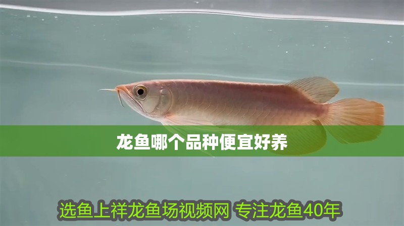 龍魚哪個(gè)品種便宜好養(yǎng)