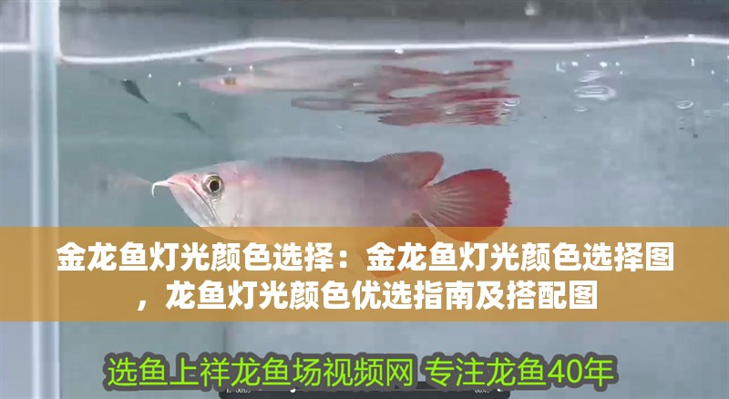 金龍魚燈光顏色選擇：金龍魚燈光顏色選擇圖，龍魚燈光顏色優選指南及搭配圖