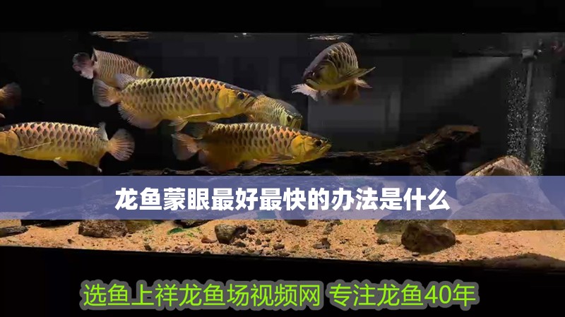龍魚蒙眼最好最快的辦法是什么 龍魚蒙眼最好最快的辦法是什么 龍魚百科