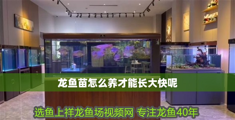 龍魚苗怎么養才能長大快呢 龍魚百科 龍魚苗怎么養才能長大快呢 龍魚苗怎么養才能長大快呢 龍魚百科