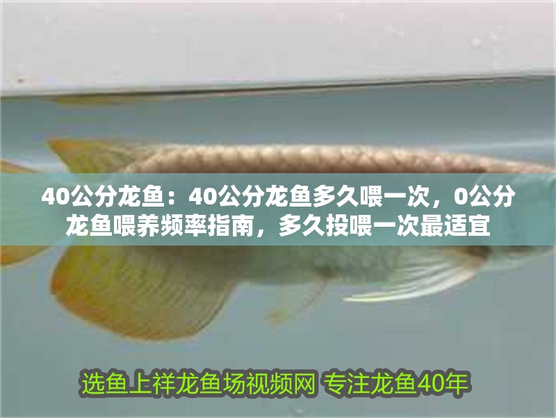 40公分龍魚：40公分龍魚多久喂一次，0公分龍魚喂養頻率指南，多久投喂一次最適宜 40公分龍魚：40公分龍魚多久喂一次，0公分龍魚喂養頻率指南，多久投喂一次最適宜 水族問答
