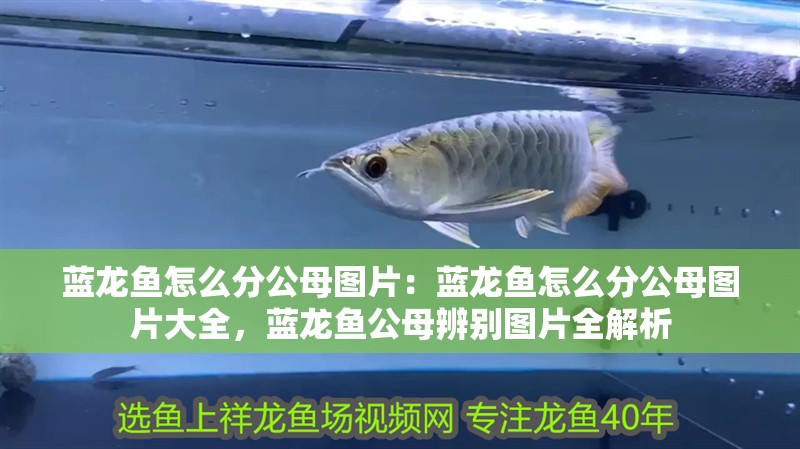 藍(lán)龍魚怎么分公母圖片：藍(lán)龍魚怎么分公母圖片大全，藍(lán)龍魚公母辨別圖片全解析