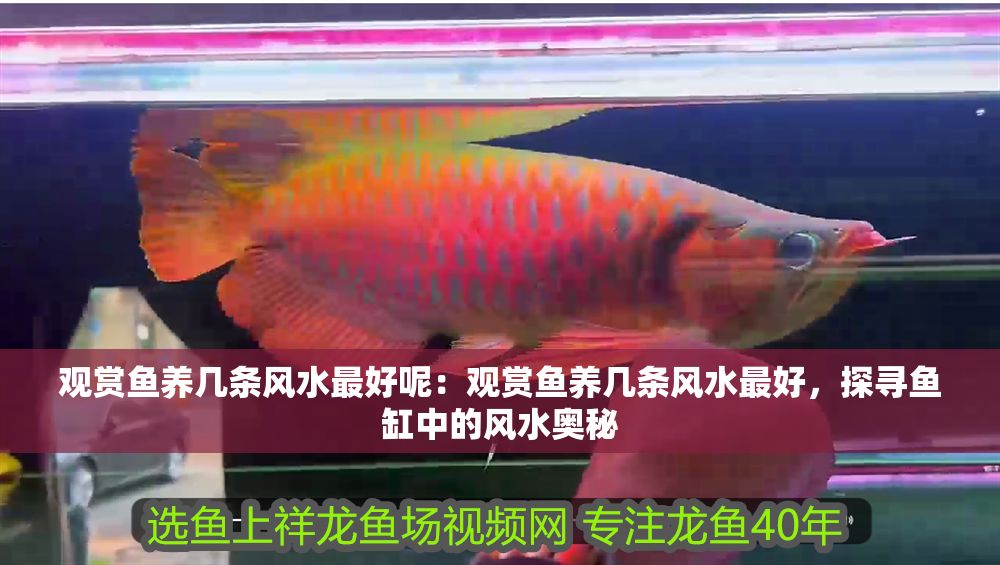 觀賞魚養幾條風水最好呢：觀賞魚養幾條風水最好，探尋魚缸中的風水奧秘