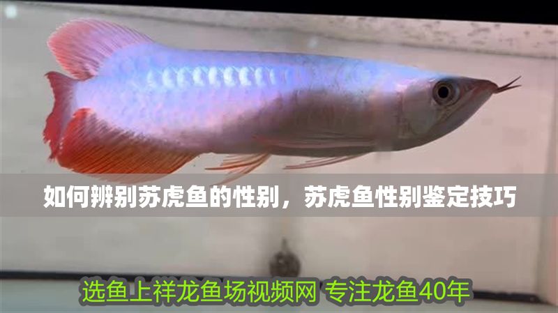 如何辨別蘇虎魚的性別，蘇虎魚性別鑒定技巧