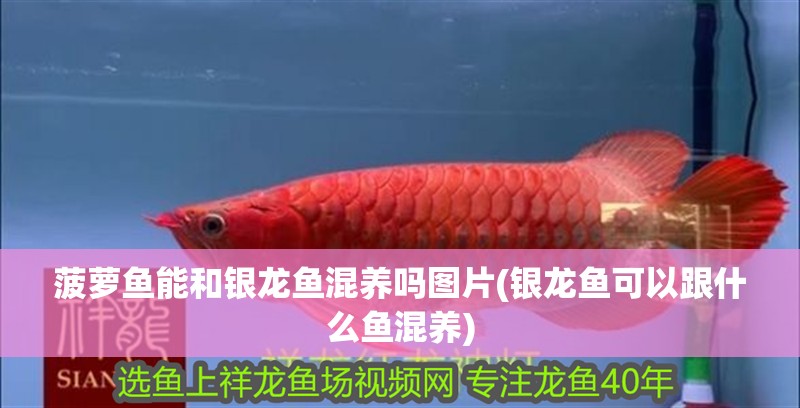 菠蘿魚能和銀龍魚混養(yǎng)嗎圖片(銀龍魚可以跟什么魚混養(yǎng))