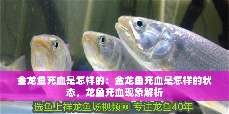 金龍魚充血是怎樣的：金龍魚充血是怎樣的狀態，龍魚充血現象解析 金龍魚充血是怎樣的：金龍魚充血是怎樣的狀態，龍魚充血現象解析 水族問答