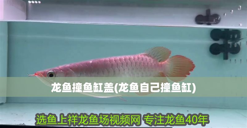 龍魚撞魚缸蓋(龍魚自己撞魚缸)