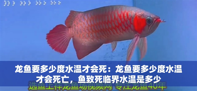 龍魚(yú)要多少度水溫才會(huì)死：龍魚(yú)要多少度水溫才會(huì)死亡，魚(yú)致死臨界水溫是多少