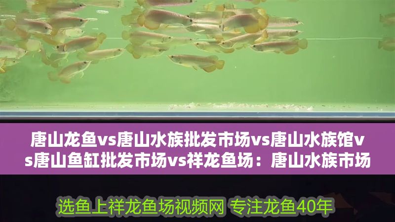 唐山龍魚vs唐山水族批發市場vs唐山水族館vs唐山魚缸批發市場vs祥龍魚場：唐山水族市場
