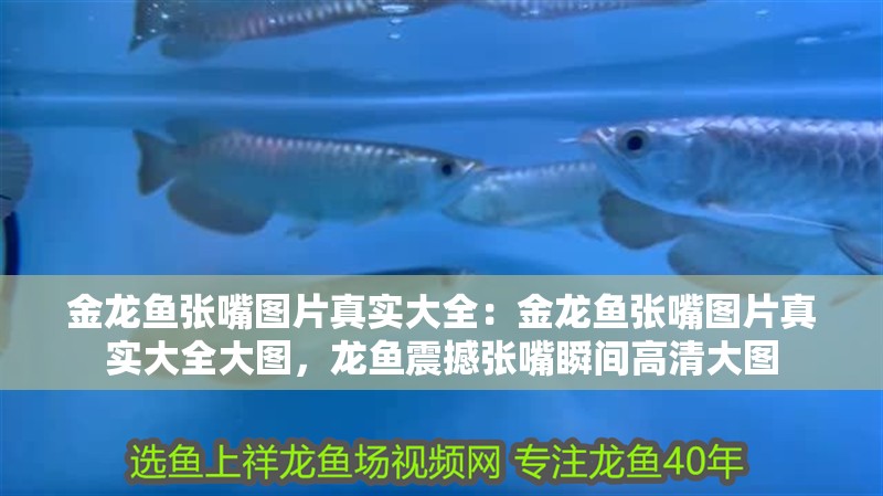 金龍魚張嘴圖片真實大全：金龍魚張嘴圖片真實大全大圖，龍魚震撼張嘴瞬間高清大圖