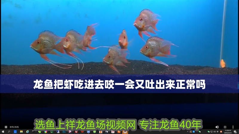 龍魚把蝦吃進(jìn)去咬一會(huì)又吐出來正常嗎 龍魚把蝦吃進(jìn)去咬一會(huì)又吐出來正常嗎 龍魚百科
