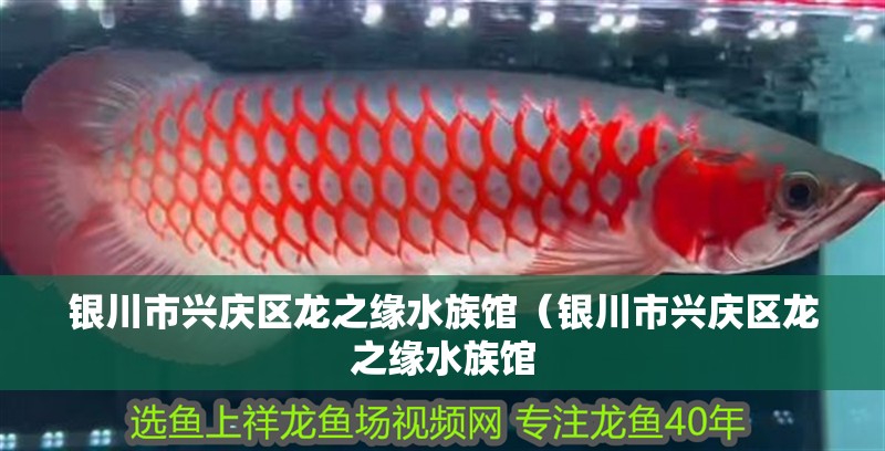 銀川市興慶區龍之緣水族館（銀川市興慶區龍之緣水族館