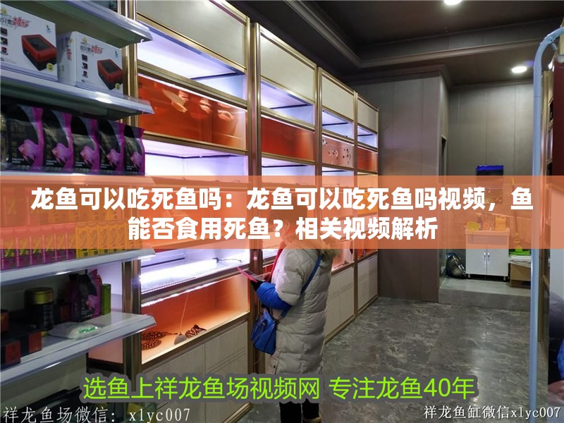 龍魚可以吃死魚嗎：龍魚可以吃死魚嗎視頻，魚能否食用死魚？相關視頻解析