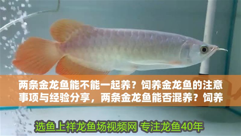 兩條金龍魚能不能一起養？飼養金龍魚的注意事項與經驗分享，兩條金龍魚能否混養？飼養注意事項與實戰經驗分享
