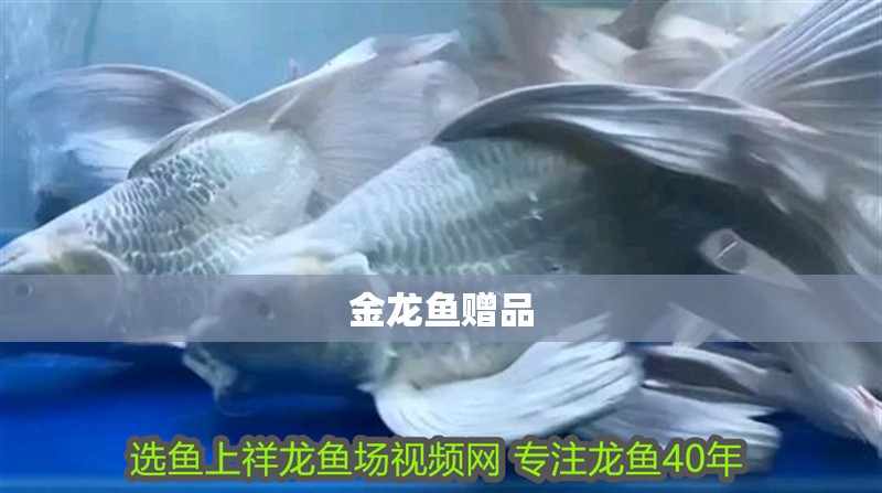 金龍魚贈品