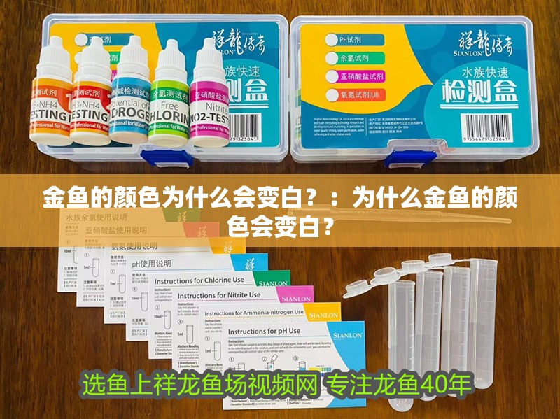 金魚的顏色為什么會變白？：為什么金魚的顏色會變白？