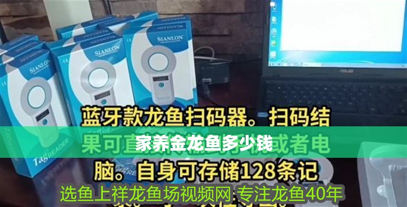 家養金龍魚多少錢 家養金龍魚多少錢 龍魚百科