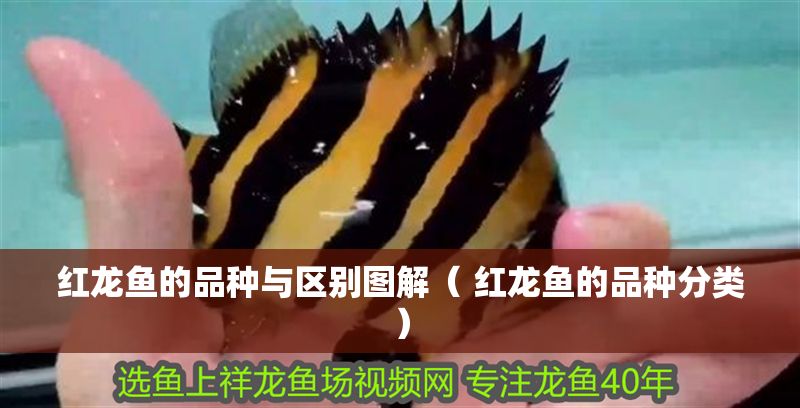 紅龍魚的品種與區別圖解（ 紅龍魚的品種分類）
