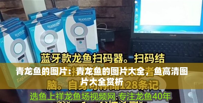 青龍魚的圖片：青龍魚的圖片大全，魚高清圖片大全賞析 青龍魚的圖片：青龍魚的圖片大全，魚高清圖片大全賞析 水族問答