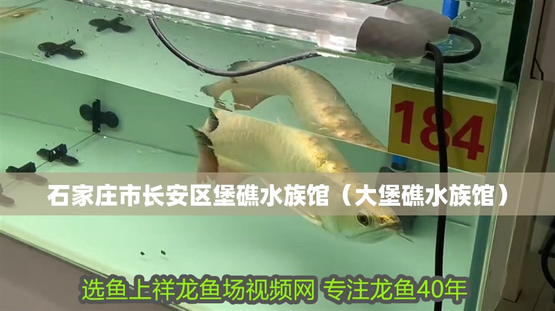 石家莊市長(zhǎng)安區(qū)堡礁水族館（大堡礁水族館） 石家莊市長(zhǎng)安區(qū)堡礁水族館（大堡礁水族館） 全國(guó)水族館企業(yè)名錄 第2張