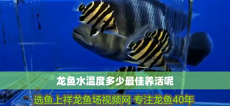 龍魚水溫度多少最佳養活呢