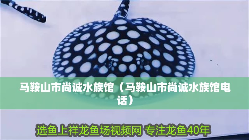 馬鞍山市尚誠水族館（馬鞍山市尚誠水族館電話） 馬鞍山市尚誠水族館（馬鞍山市尚誠水族館電話） 全國水族館企業(yè)名錄 第2張