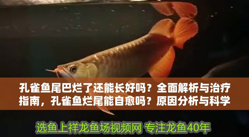 孔雀魚尾巴爛了還能長好嗎？全面解析與治療指南，孔雀魚爛尾能自愈嗎？原因分析與科學(xué)治療全攻略