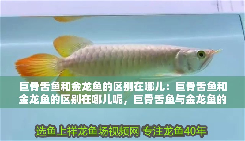 巨骨舌魚和金龍魚的區(qū)別在哪兒：巨骨舌魚和金龍魚的區(qū)別在哪兒呢，巨骨舌魚與金龍魚的區(qū)別